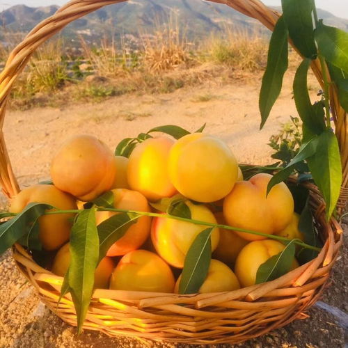 桃子水蜜桃毛桃非油桃黄桃脆甜宝宝现摘新鲜水果现货出口品质