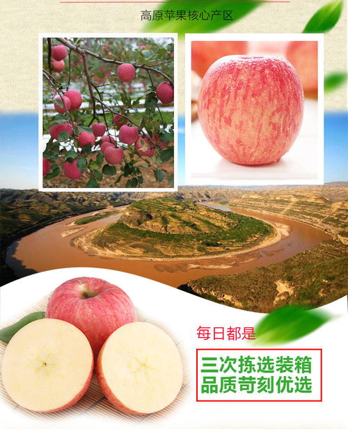 新鲜水果红富士苹果脆苹果丑苹果脆甜5斤10斤装孕妇水果非冰糖心