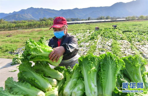 广西桂林 借力 接力 新鲜蔬菜进社区