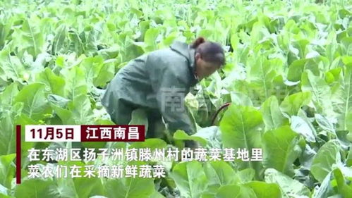 菜农抢种抢收忙 南昌市民菜篮子拎得稳